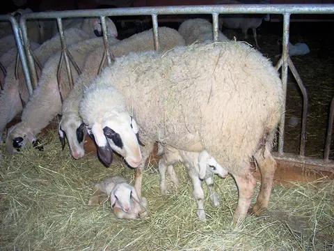 Agricampeggio Le Perlaie