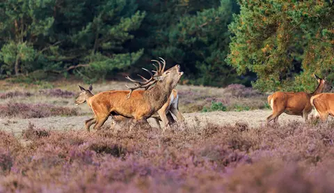 De Midden Veluwe