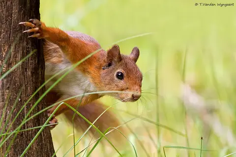 De Weuste