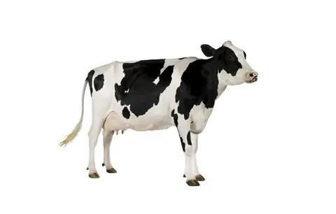De Kersengaard