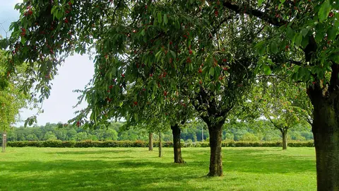 De Kersengaard