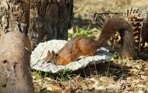 Camping De Vogelsangh