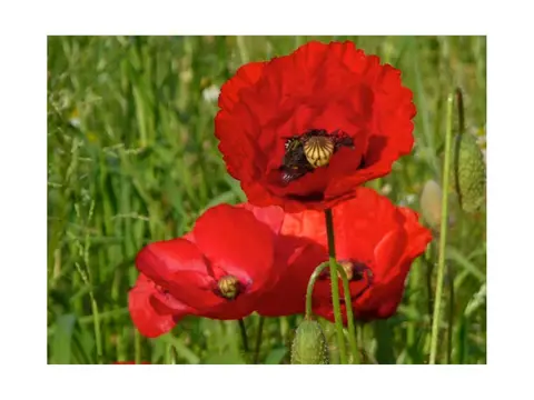 De Baankreis