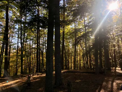 Trekking Pfalz: Vorderweidenthal