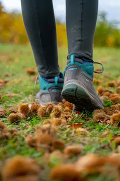 Trekking Pfalz: Vorderweidenthal