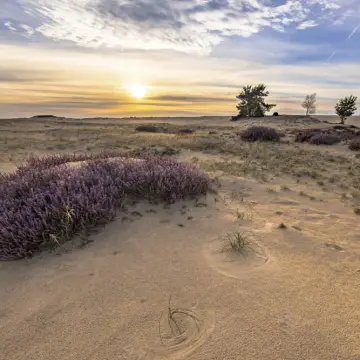 Bospark Langeloërduinen