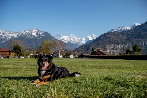 JungfrauCamp