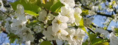 De Appelweide