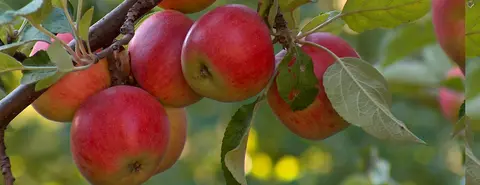 De Appelweide