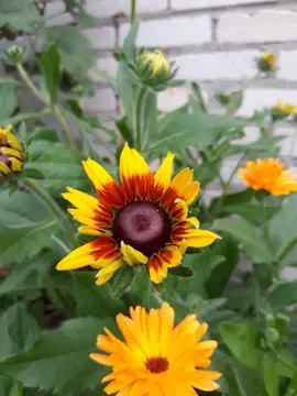Marigold