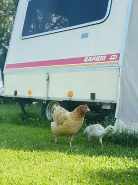De Hanenburcht