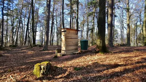 Trekking Pfalz: Hauenstein