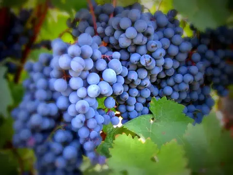 Weingut Seilheimerhof