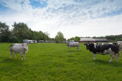 't Haller