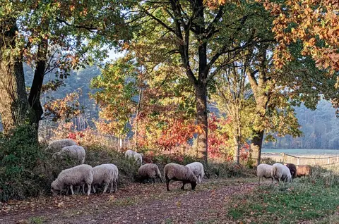 WoMo Platz Bruchmühle