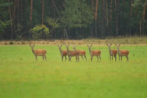 Camping Wildzoom