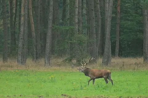 Camping Wildzoom