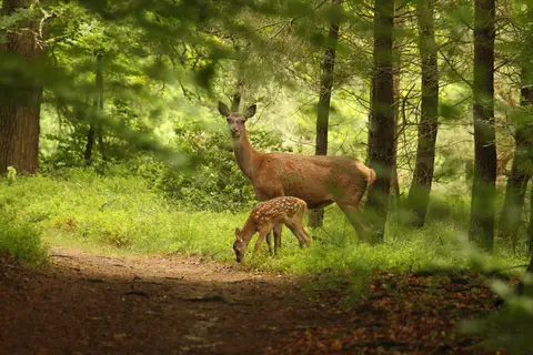 Camping Wildzoom