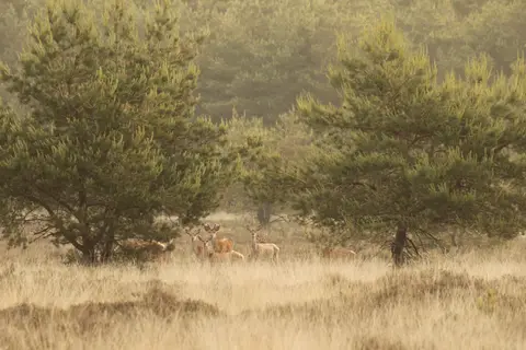 Camping Wildzoom