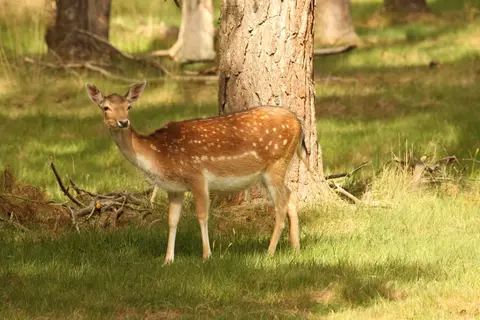 Camping Wildzoom