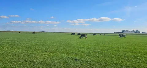 De Gouden Ribben