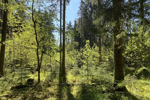Stellplatz am Waldrand unweit des Kirnbergsees