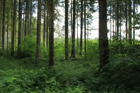 Stellplatz am Waldrand unweit des Kirnbergsees