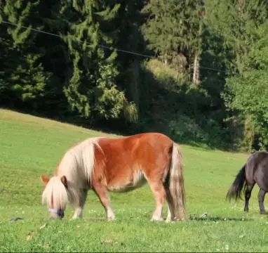 Camping Bergfriede