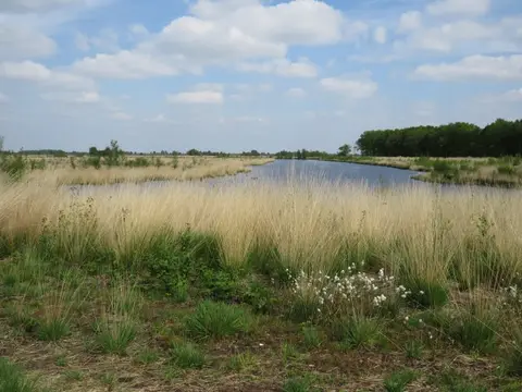 Bosveen