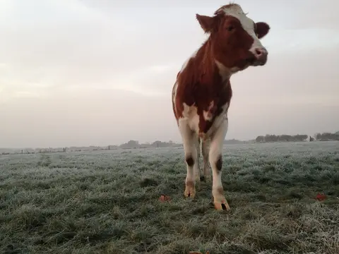 Het Reterink