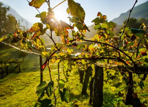 Stellplatz Weingut Engelmann