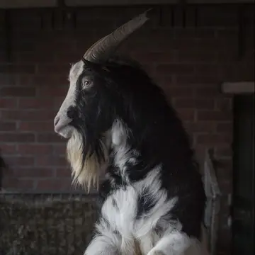 De Brömmels Camping en Geitenkaasboerderij