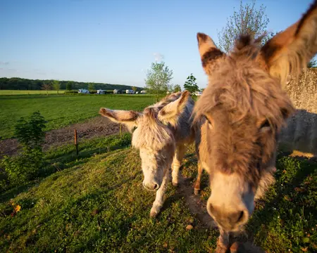 Minicamping Boerderij Berghemmerhof