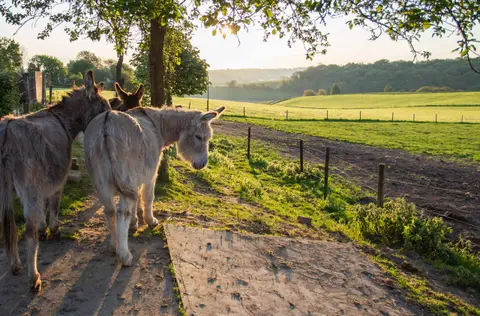 Minicamping Boerderij Berghemmerhof