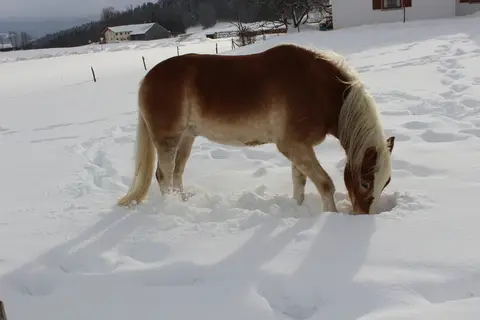Wohnmobilstellplatz Ruhmannsfelden