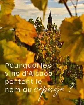Aire de stationnement Les Vignobles Ruhlmann-Schutz