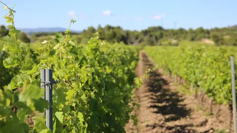 Aire de stationnement Les Vignobles Ruhlmann-Schutz