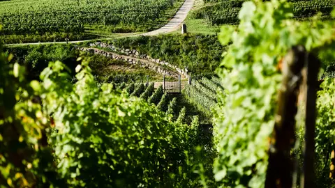 Aire de stationnement Les Vignobles Ruhlmann-Schutz