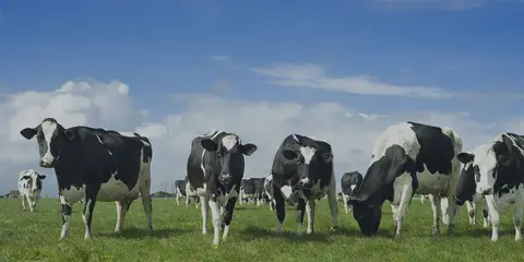 Grenszicht