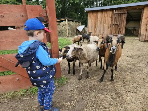Zakole Regi