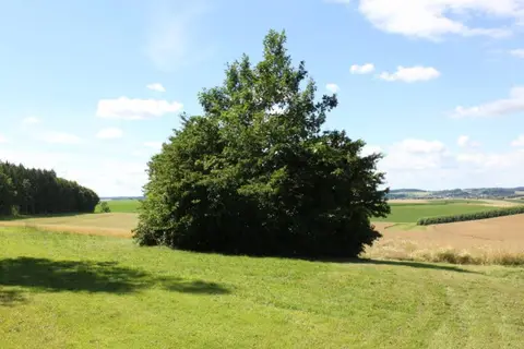 Waldgasthof Hart Wohnmobilstellplatz