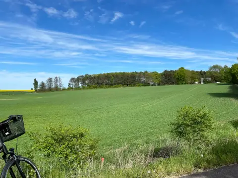 Møllegaardens Trætophytter