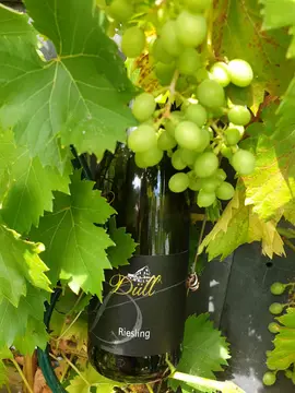 Stellplatz Weinbau Düll