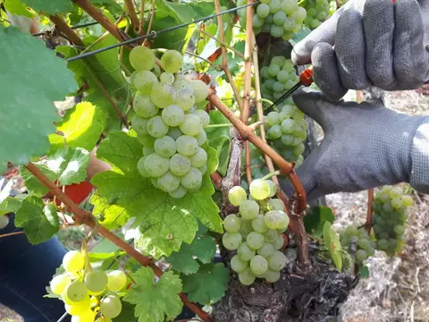 Stellplatz Weinbau Düll