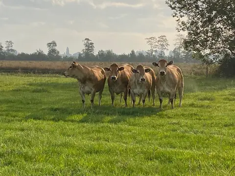 De Grote Bredelaar