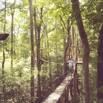 De Wolboom