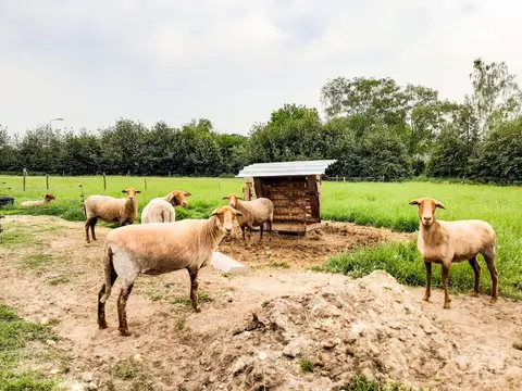 'T Zotte Schaap