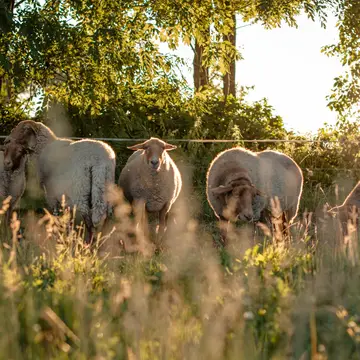 'T Zotte Schaap