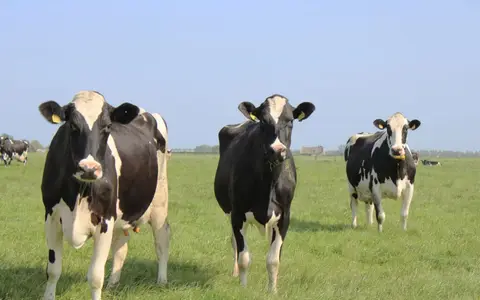 De Grutte Earen