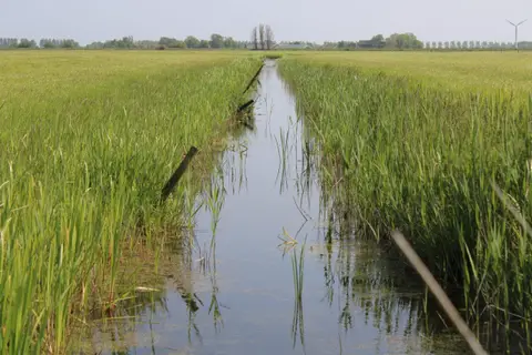 De Grutte Earen